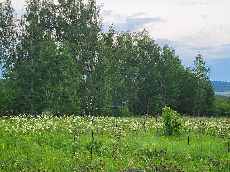 В лесу