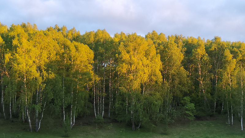 В лесу