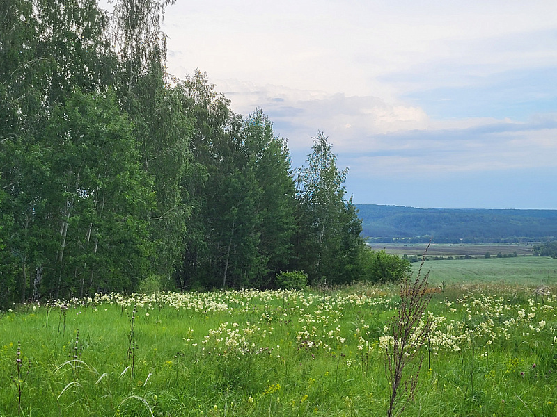 В лесу